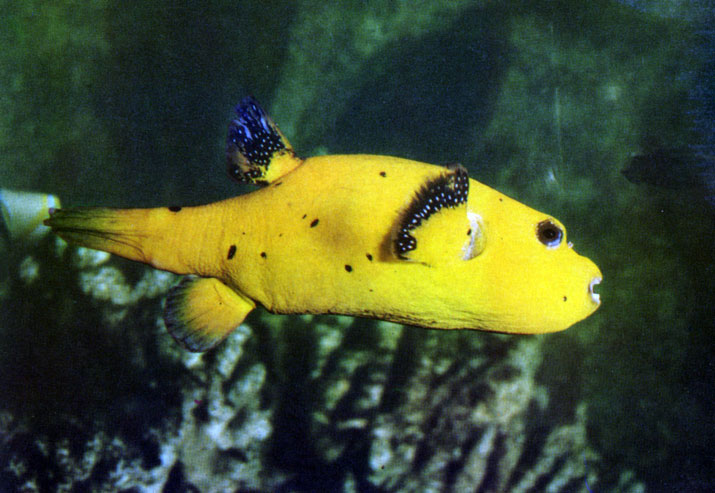 AROTHRON CITRINELLUS